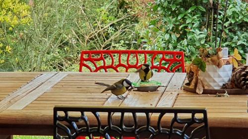 Mésanges sur la terrasse