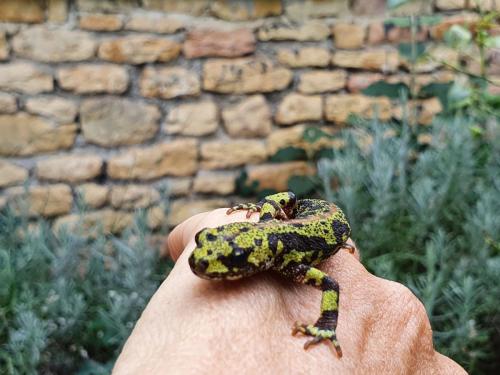 La Salamandre jaune et noire